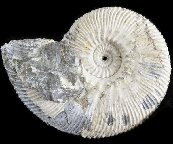 Wide Kosmoceras Ammonite - England #42631